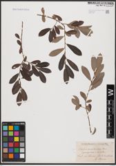 Foto von Salix aurita L. x Salix purpurea L.